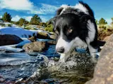 dog swimming in river